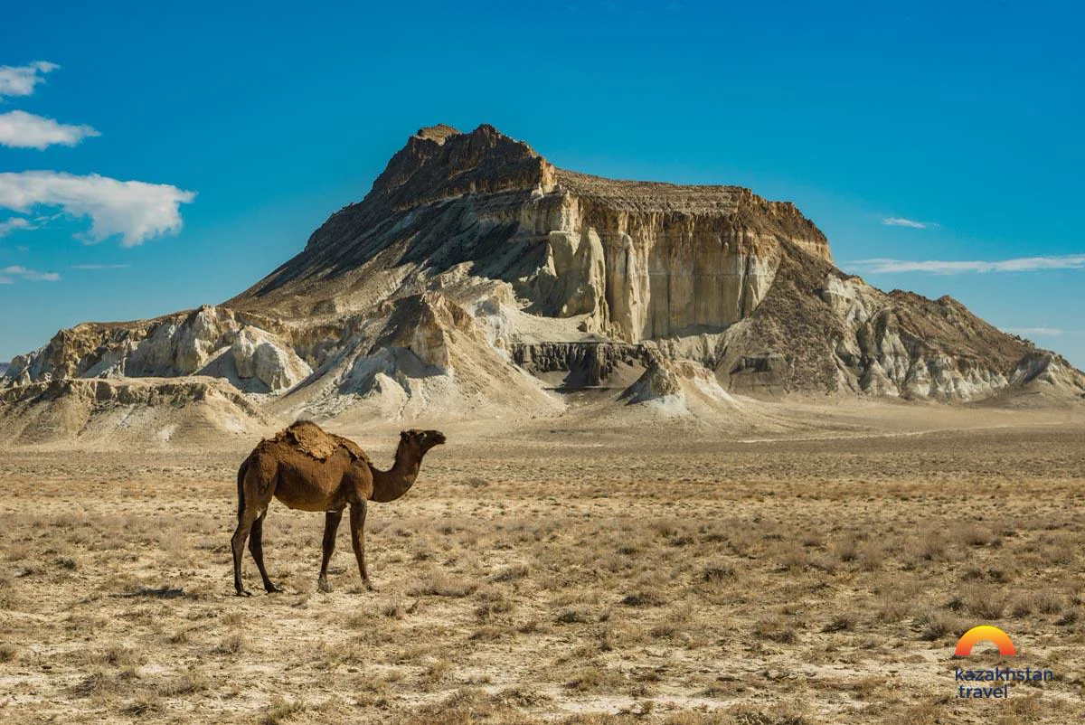 A camel in front of the Ayrakty mountains in Mangystau