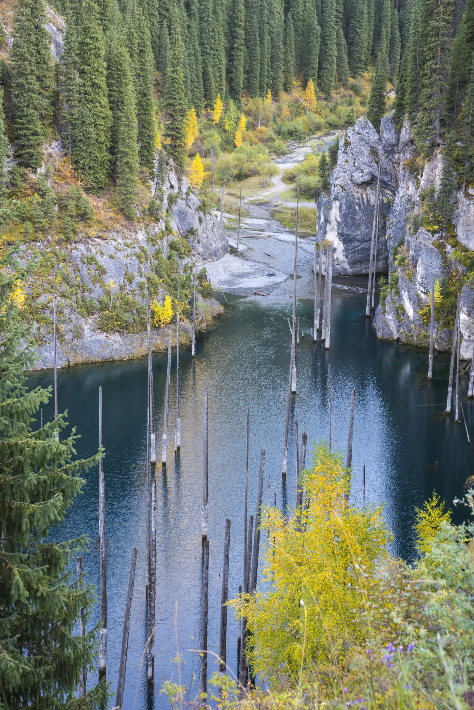 Sunken spruce trunks in Lake Kaindy among forested cliffs